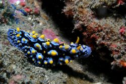 Nudibranch - Liked the sense of aspiration projected by t... by David Drake 